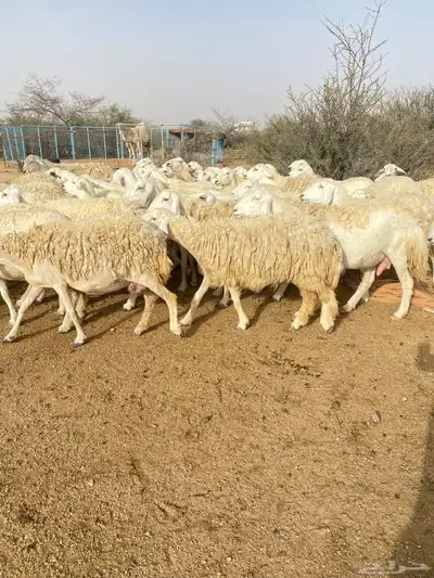 غنم حرش دفيع 1