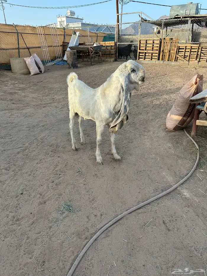 فحل صنف 1