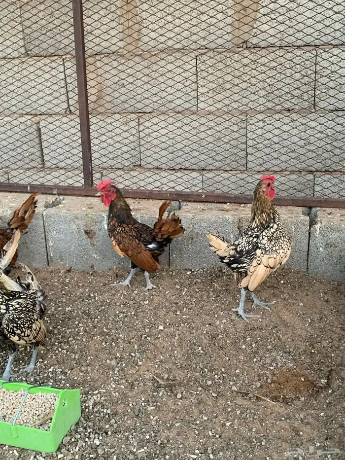 ديك سبرايت نحاسي 2