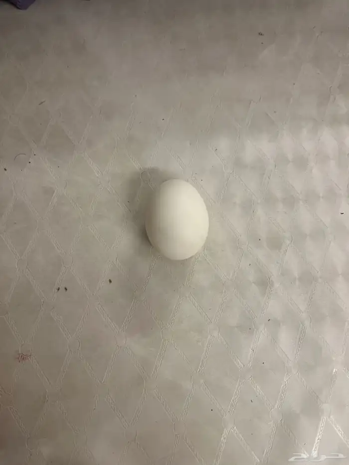 بيض بلدي 1