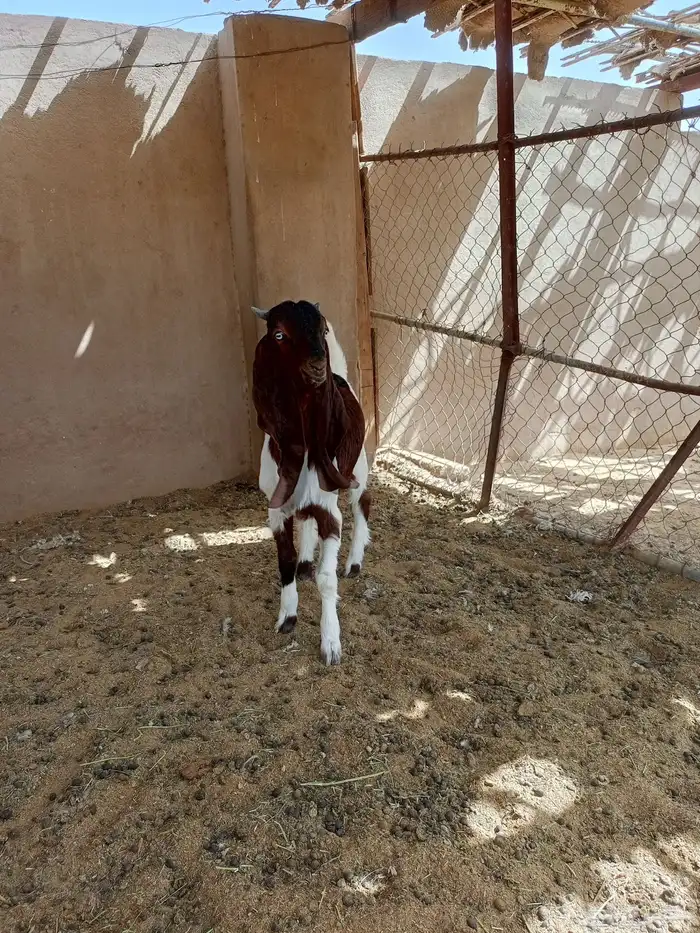 تيس هولندي مشروع فحل ( تم البيع ) 1