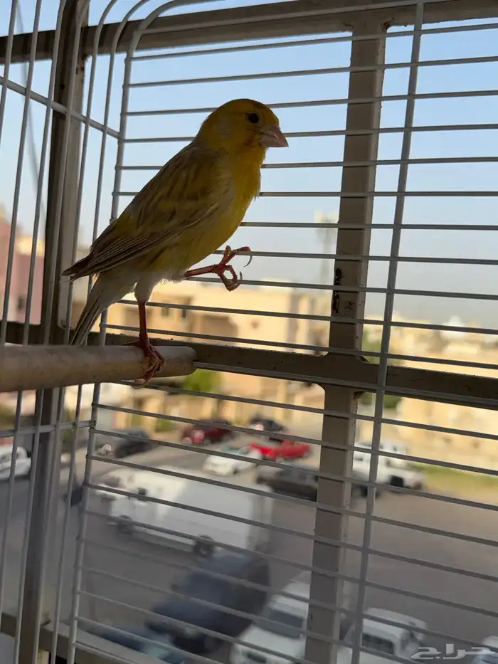 كناري تغريد 1