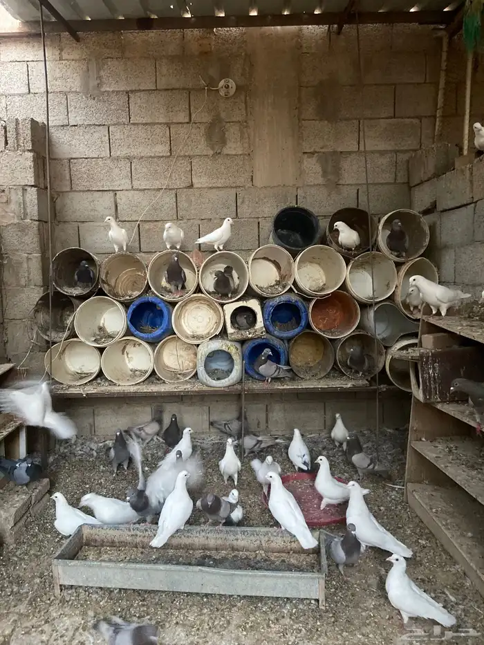 حمام فرنسي منتج عمر سنه 0