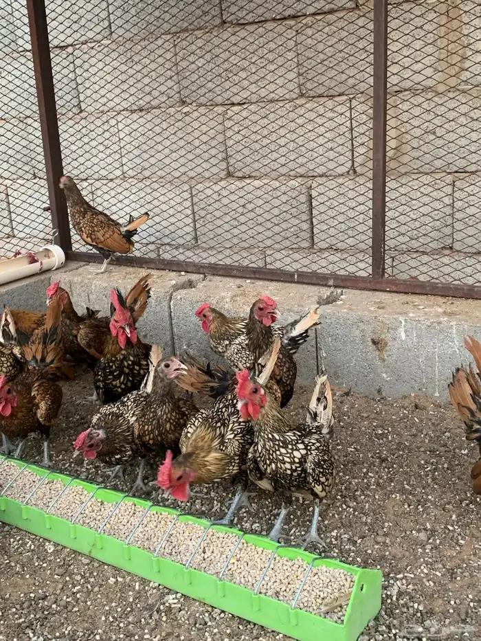 ديك سبرايت نحاسي 1