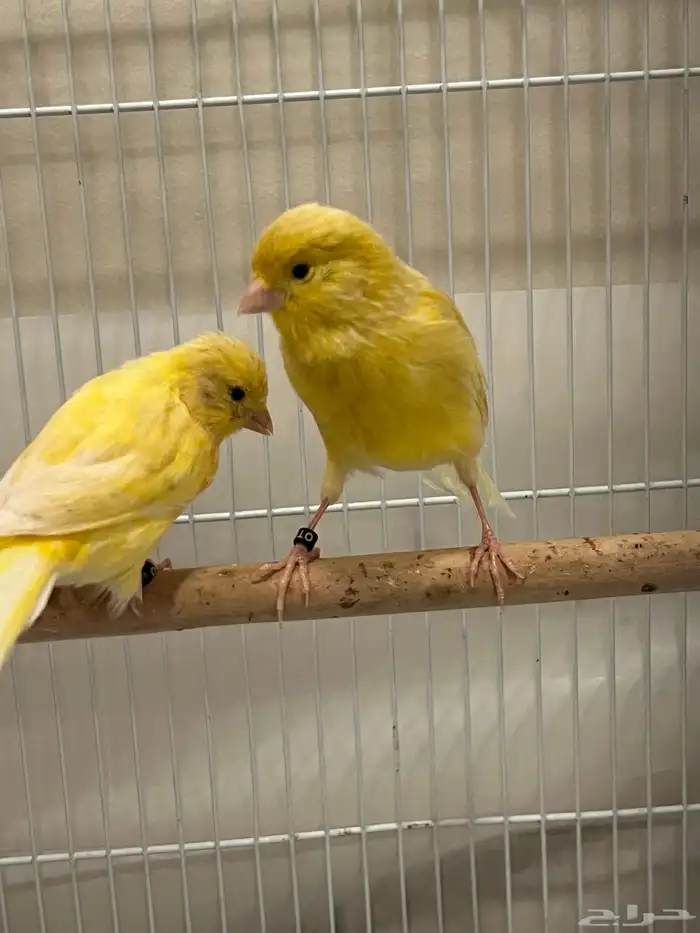 فروخ كناري 2