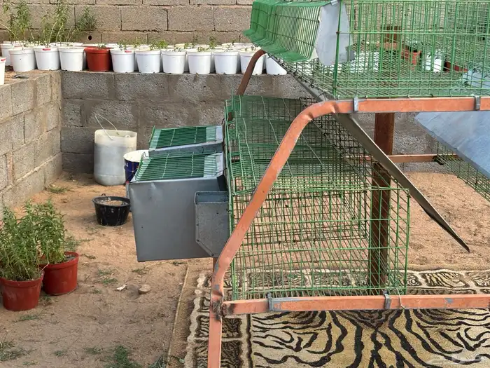 بطارية أرانب 7