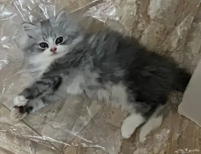 بيع مستعجل 0