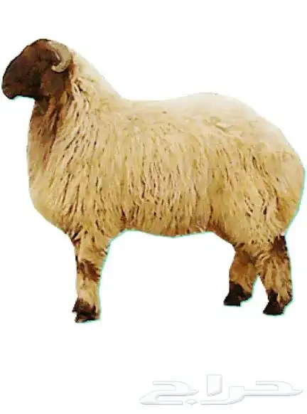 مطلوب خروف نعيمي 0