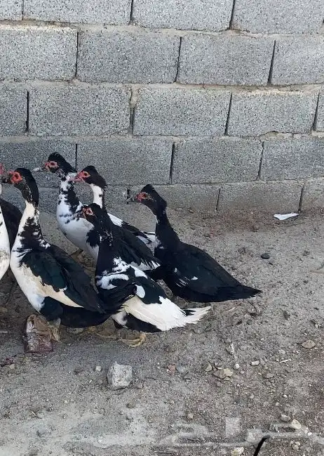 للبيع بط مسكوفي او بلدي 0
