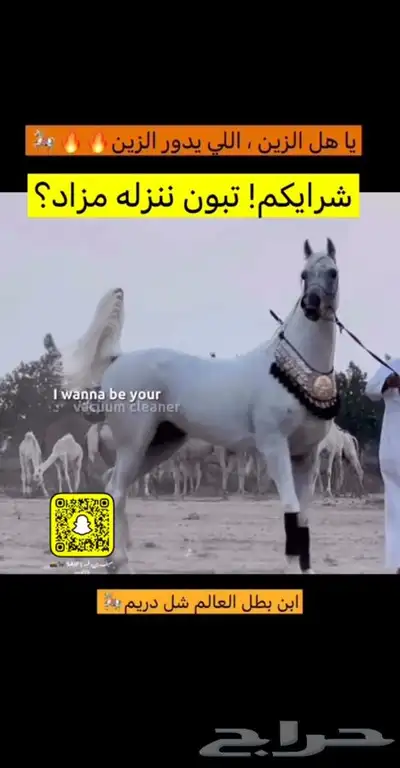 خيل 0