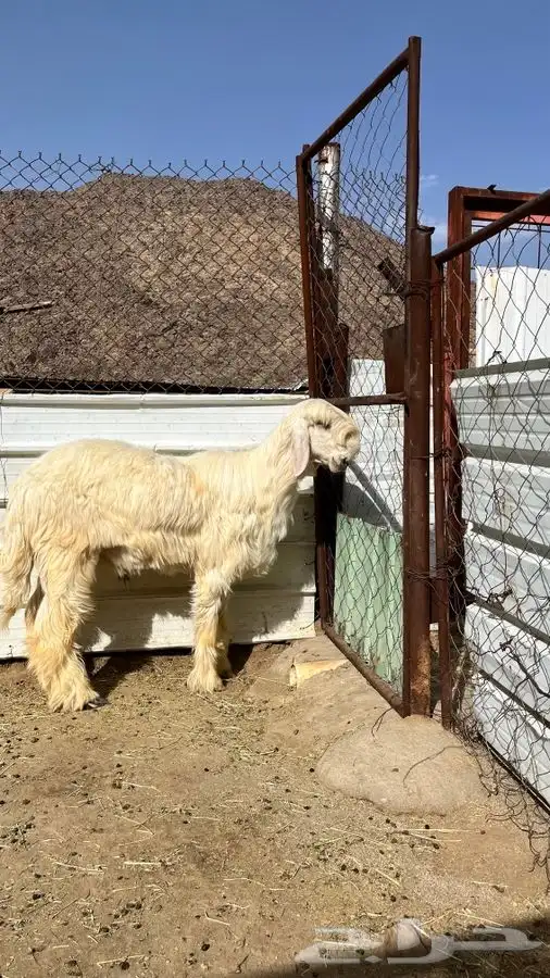 نجران 0