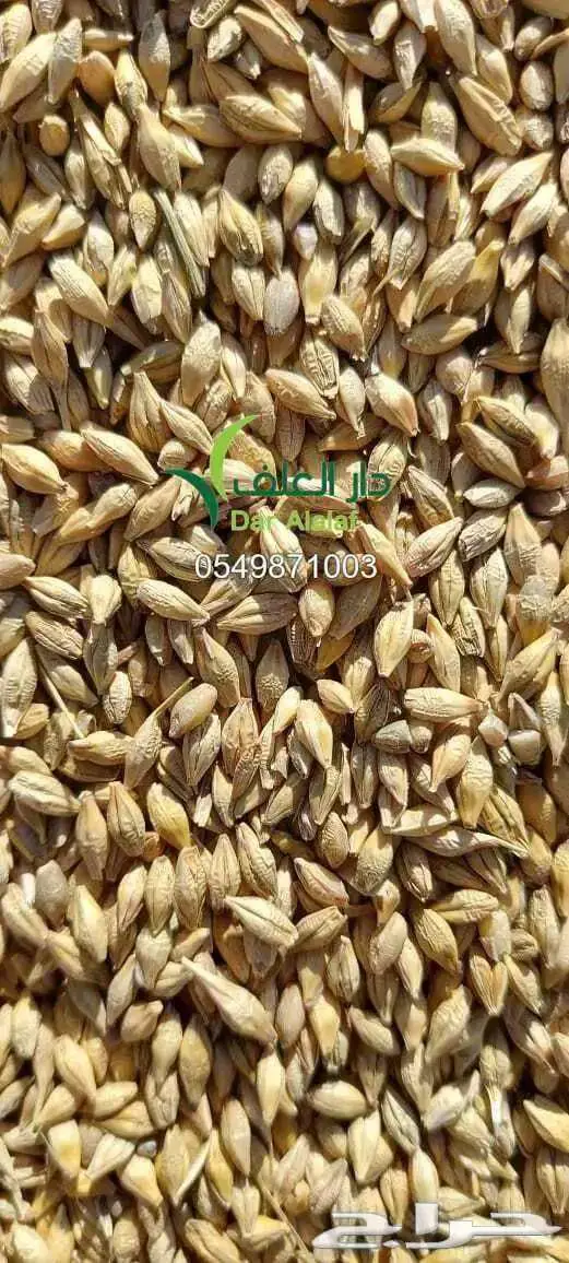 نخالة وشعير وذرة في كيس واحد سعر واحد 2