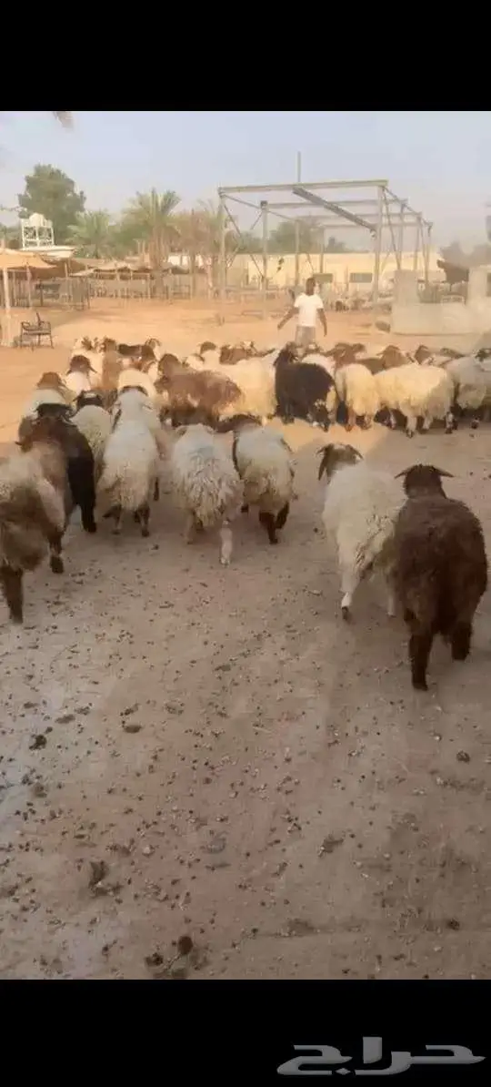 نعيمى 1