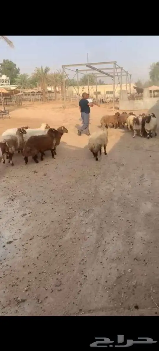 نعيمى 3