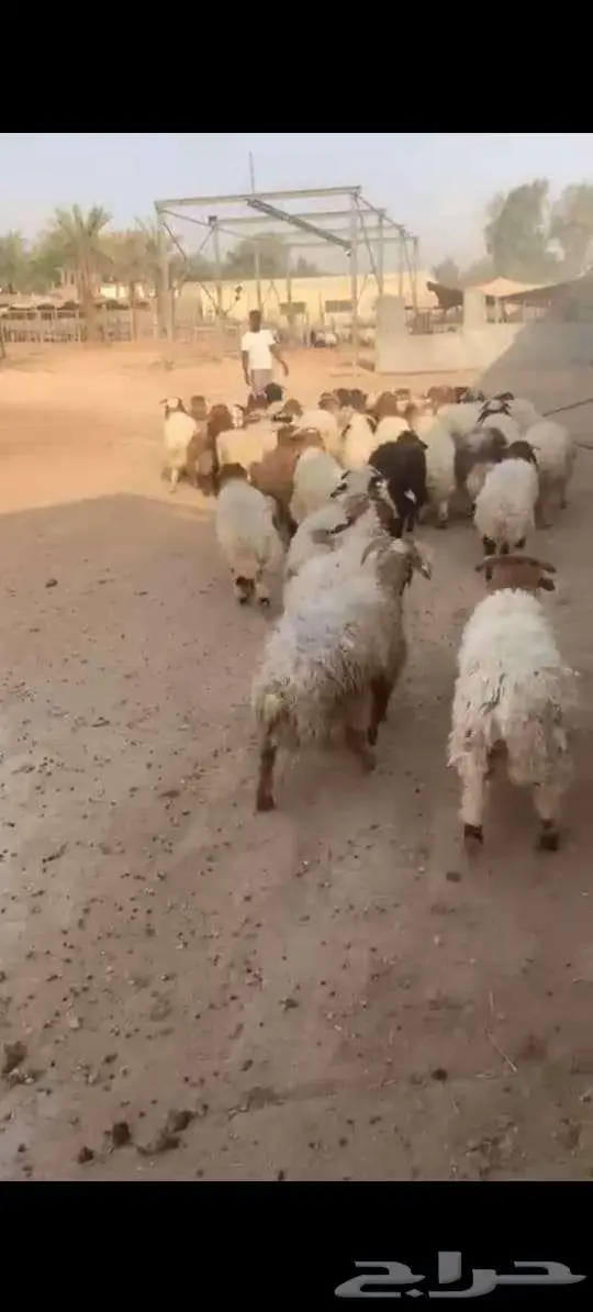 نعيمى 2