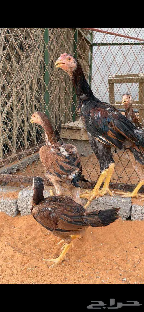 صوص شامو 1