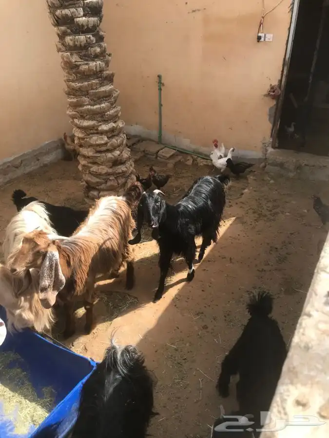 معزا للبيع عدد 6 طيبات بالحيل رباع وثنيات تحتهم 6 1