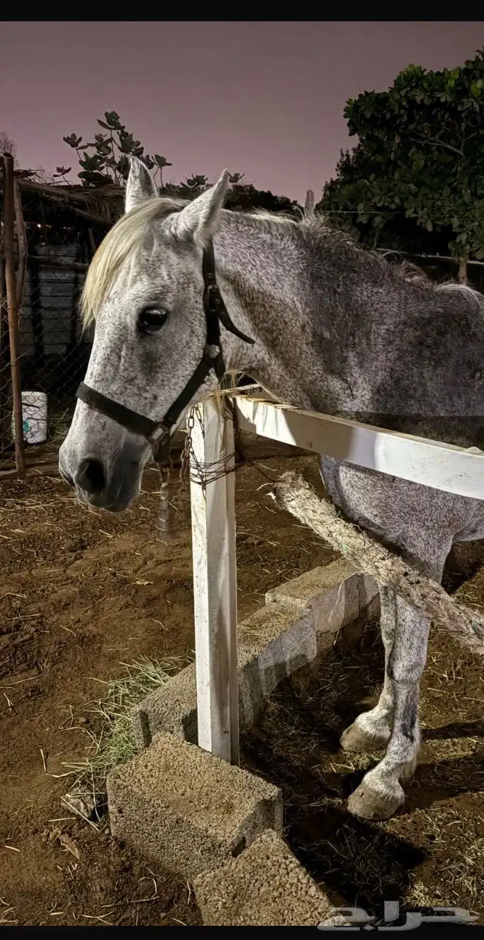 خيول للبيع 10