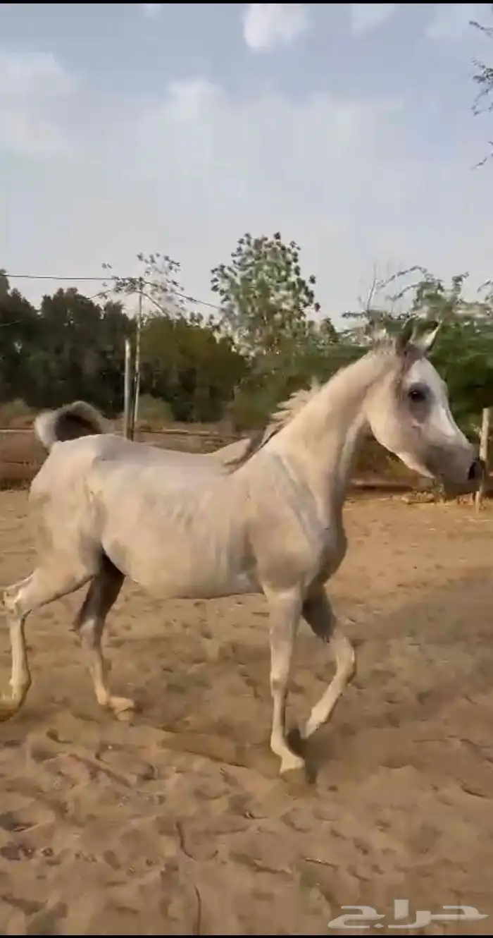خيول للبيع 8