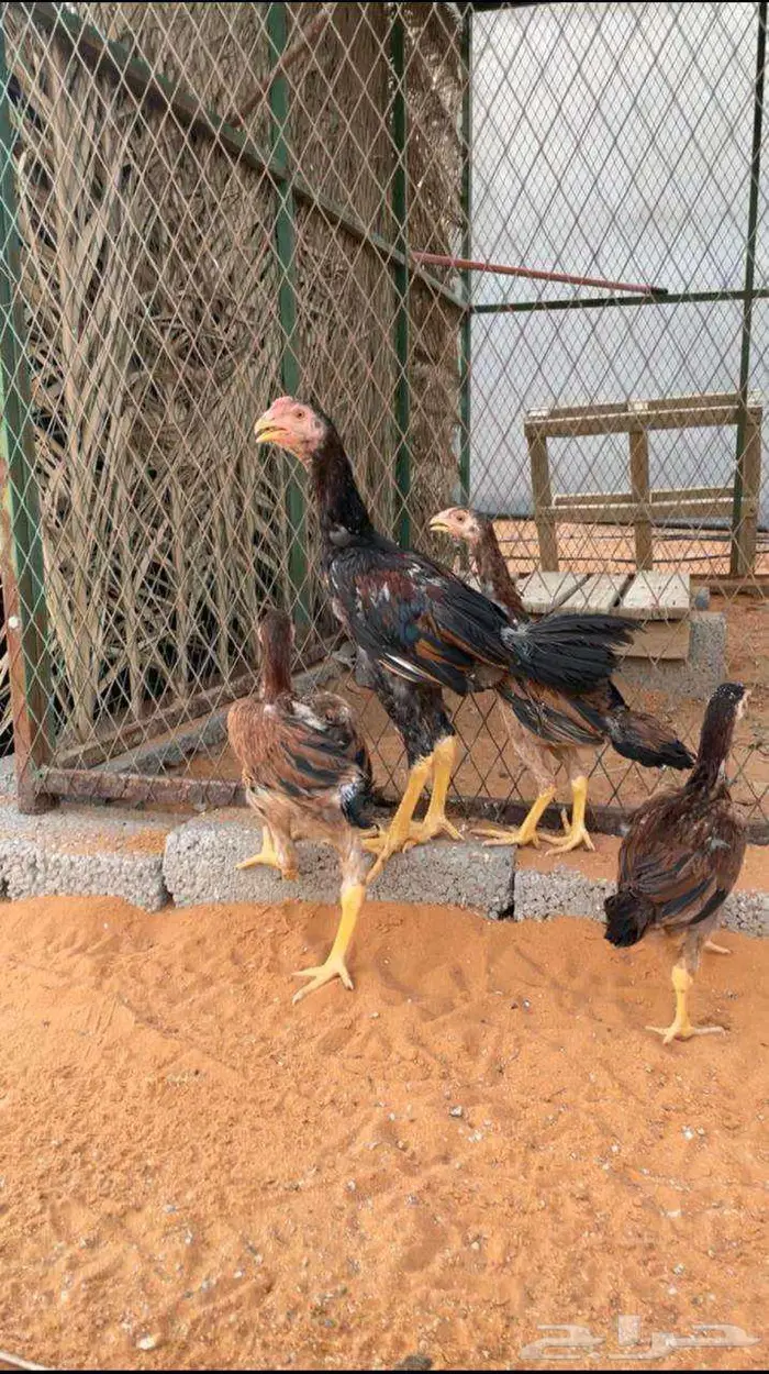 صوص شامو 2