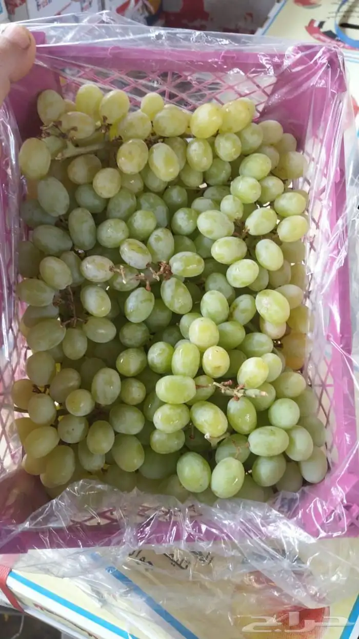 عروض قوية للجملة ونص الجملة وتوصيل مبرد 0