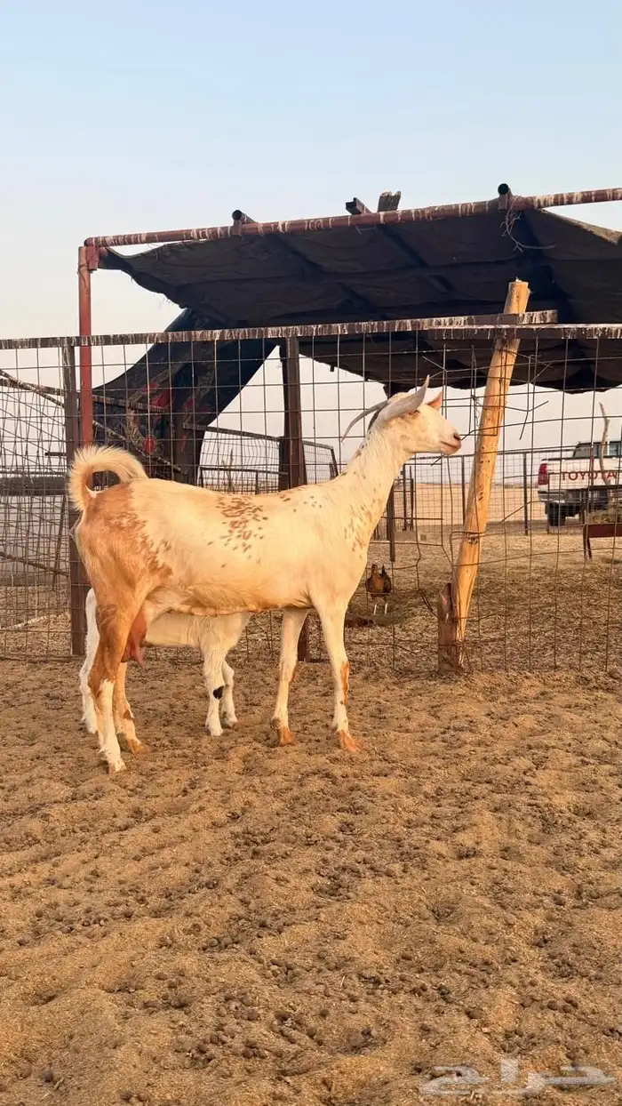 عنز بيشيه 5