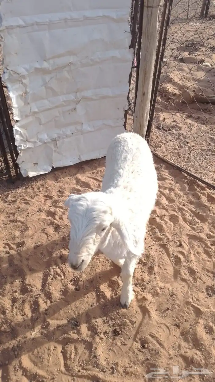 طلي طيب 0