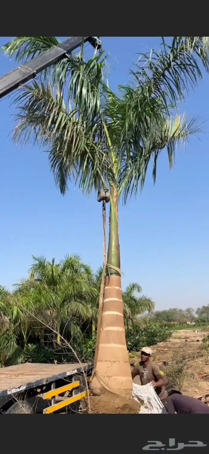 نخل واشنطن ملوكي لزينه الاستراحات الفاخره 1