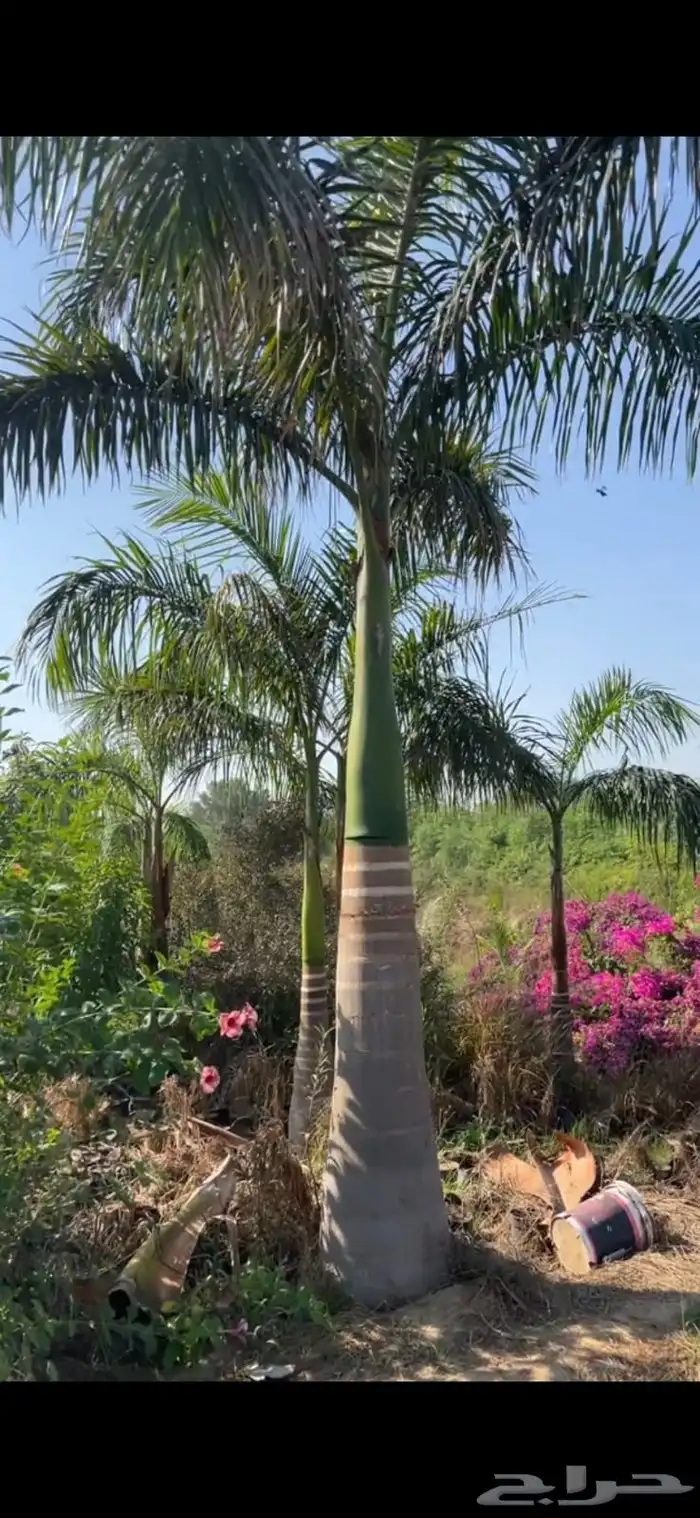نخل واشنطن ملوكي لزينه الاستراحات الفاخره 2