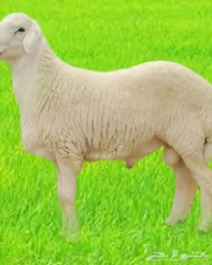 ذبايح حريه ذبائح حري في جدة 1