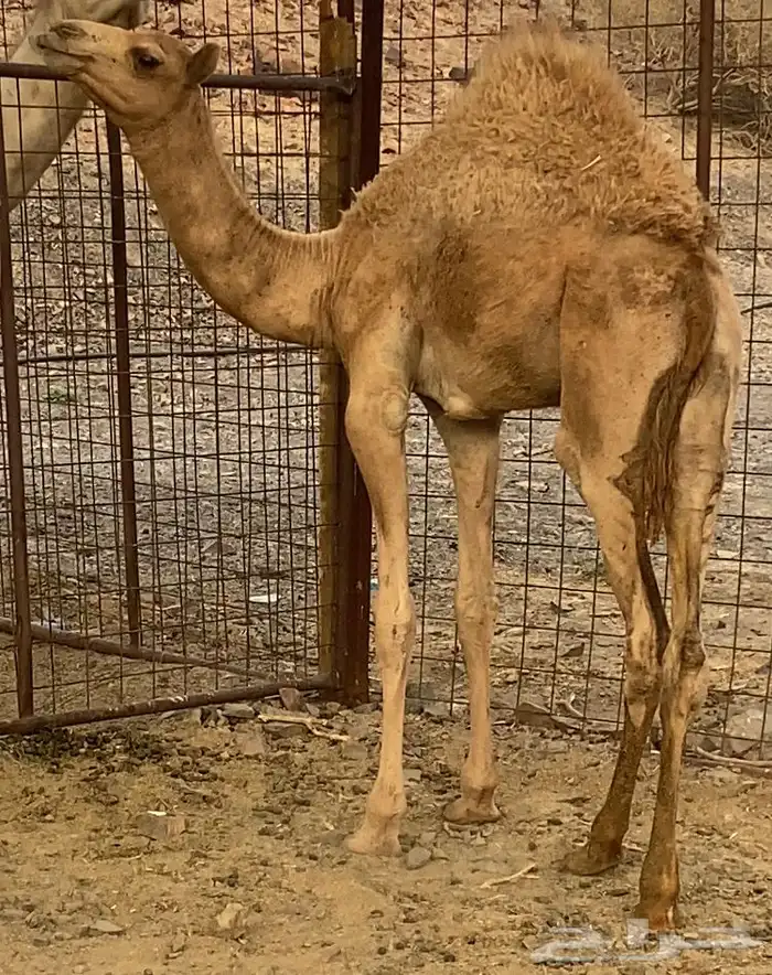 قعود طيب تم البيع 0