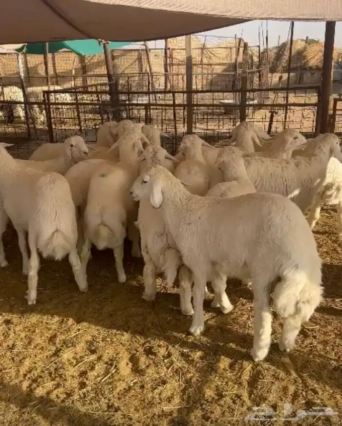 خرفان حرية العدد 16 سمان و طيبه 3