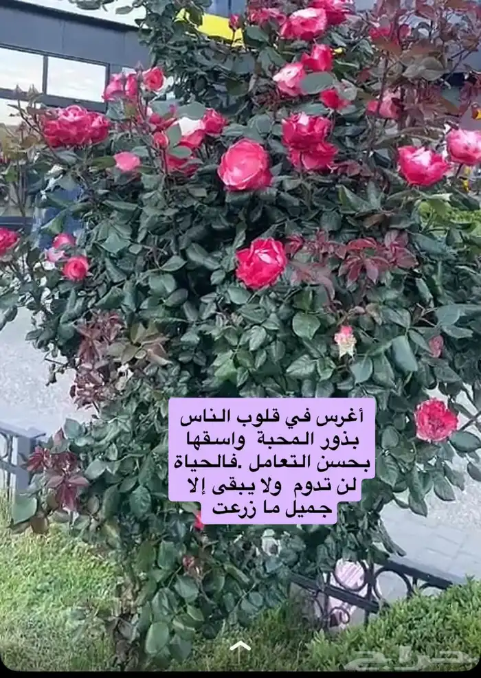 معلم رياضيات سعودي خبرة طويلة بالميدان التربوي 1