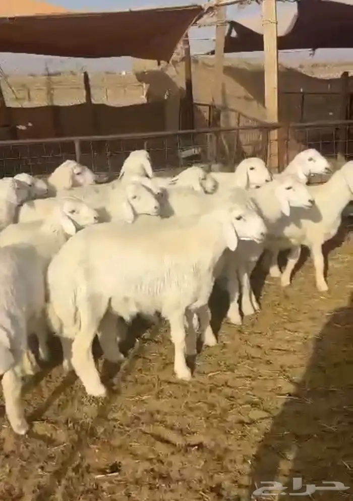 خرفان حرية العدد 16 سمان و طيبه 1