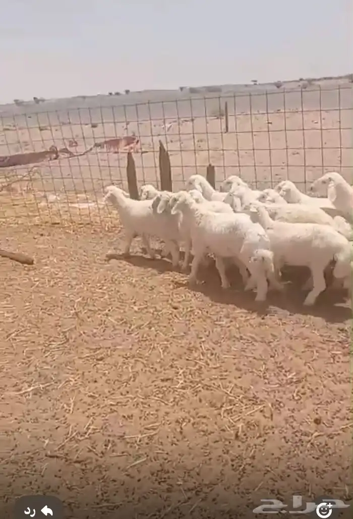 بهم من ثلاث الي شهرين ونصف العداد 34 0