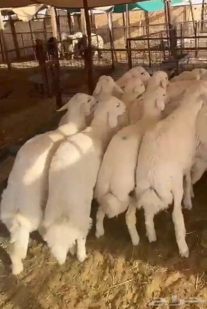 خرفان حرية العدد 16 سمان و طيبه 0