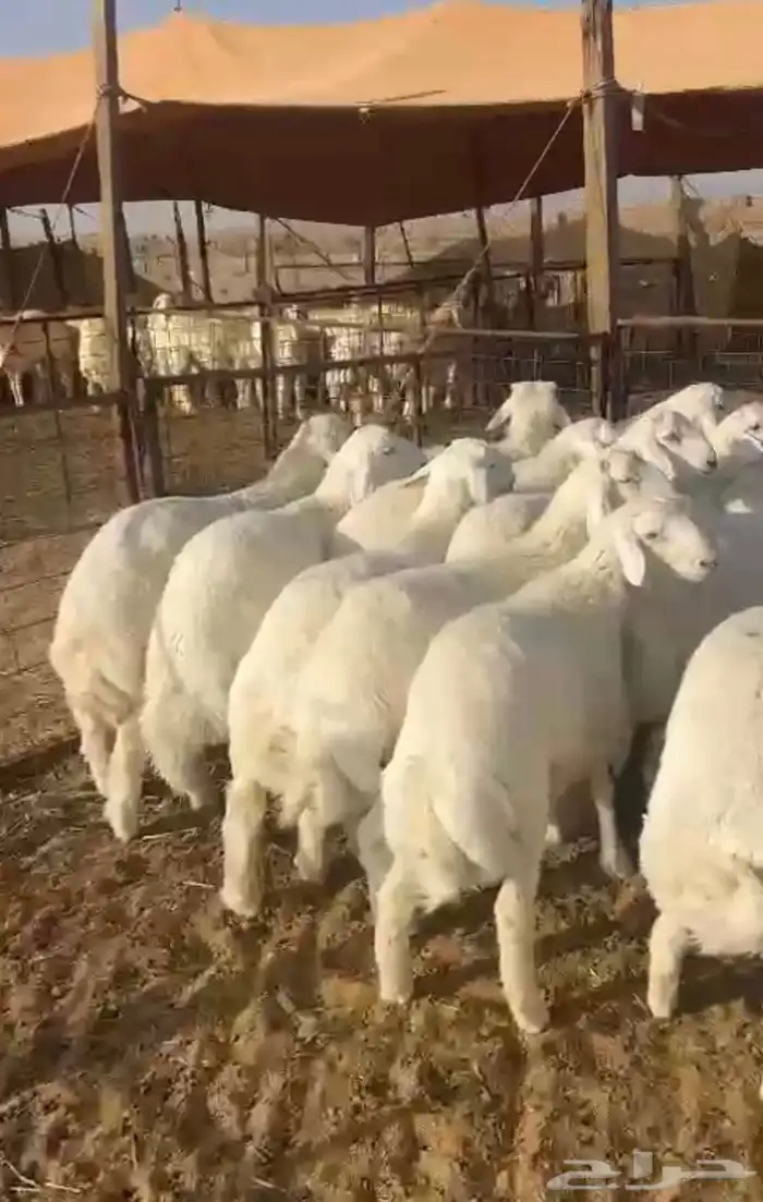 خرفان حرية العدد 16 سمان و طيبه 2