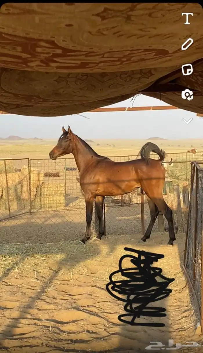 خيل شعبي معسوف ركوب طرب وحار 0