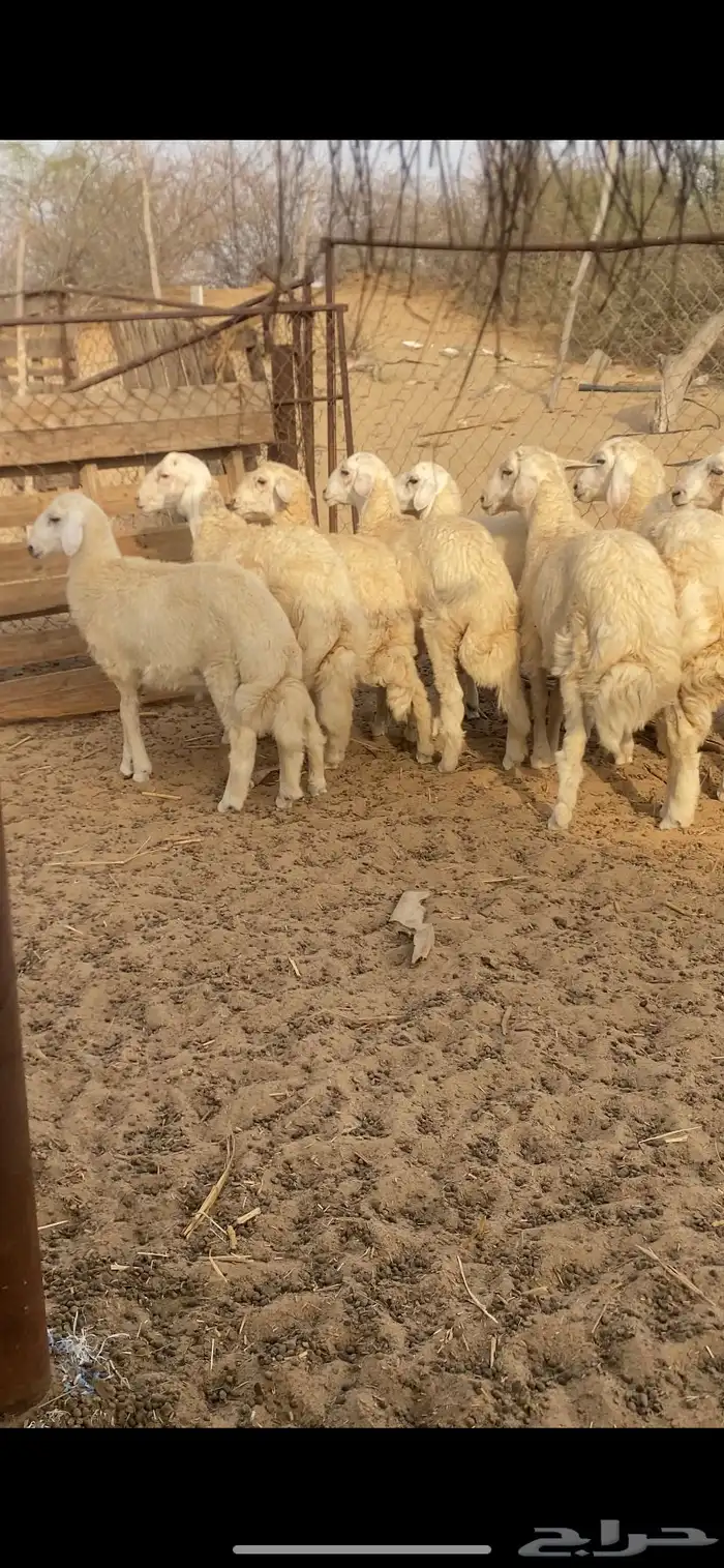 طليان اضاحي 6