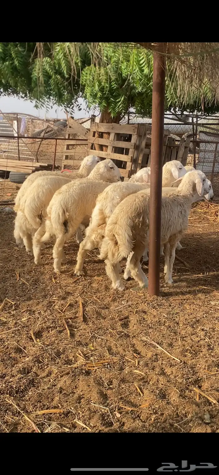 طليان اضاحي 5