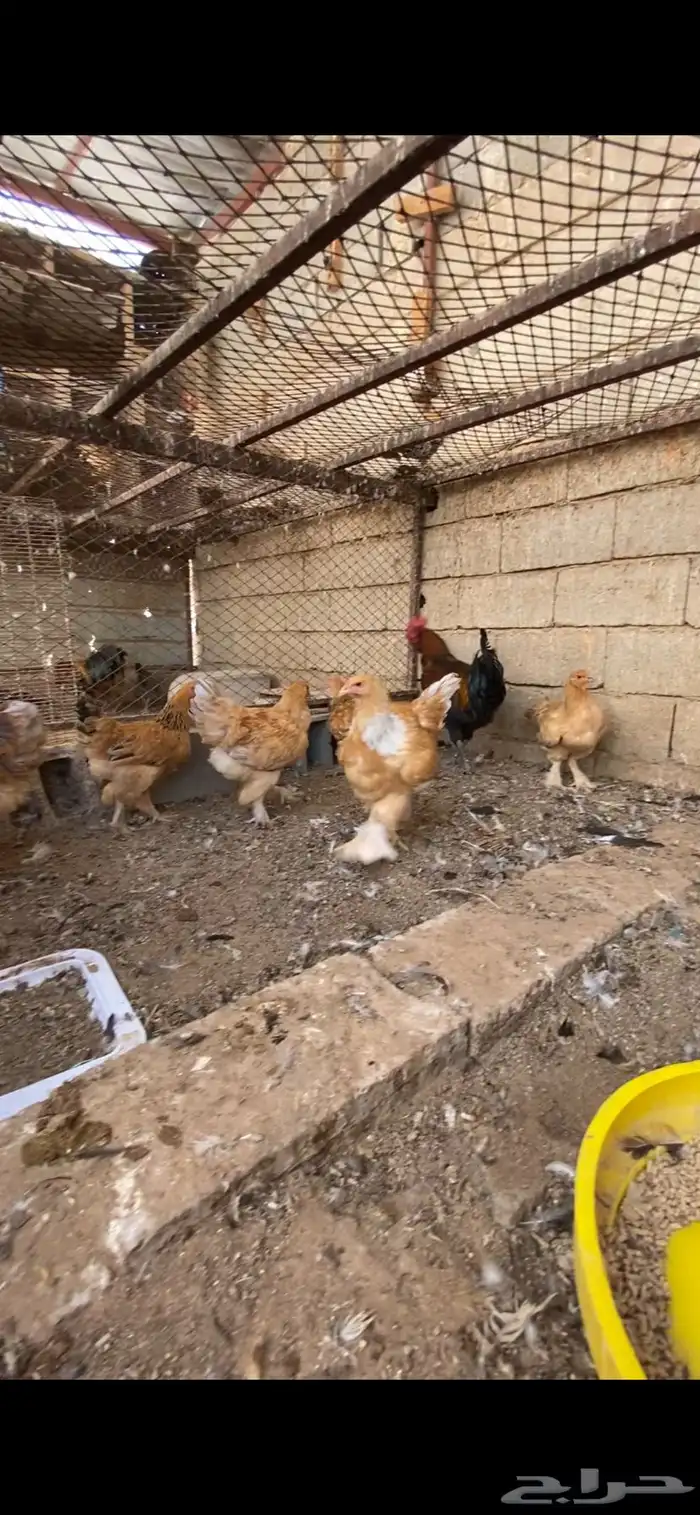 دجاج براهما 1