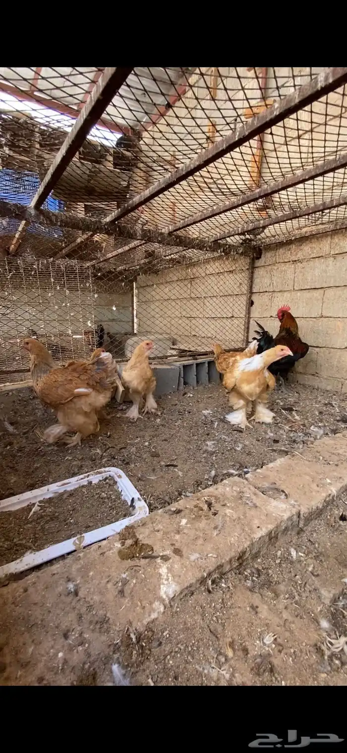 دجاج براهما 2