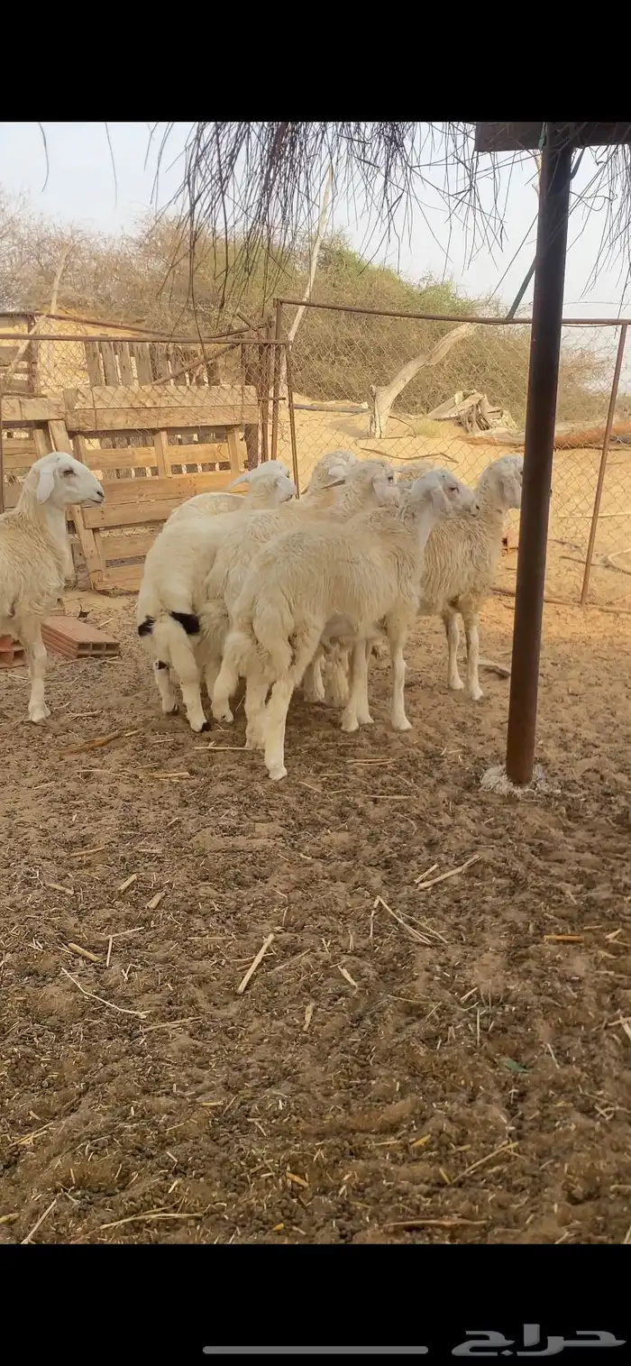 طليان اضاحي 4