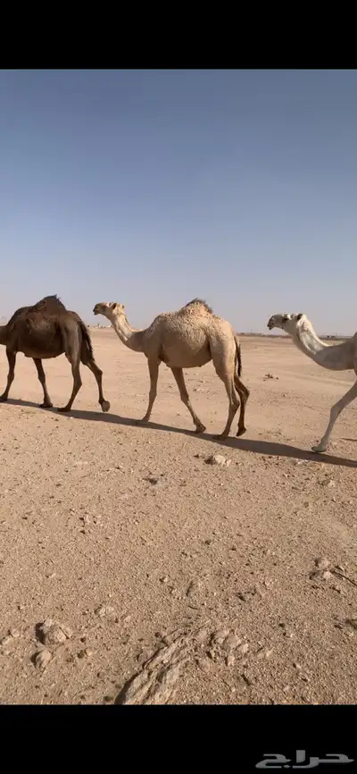 للبيع بكره شقحا لقية 0