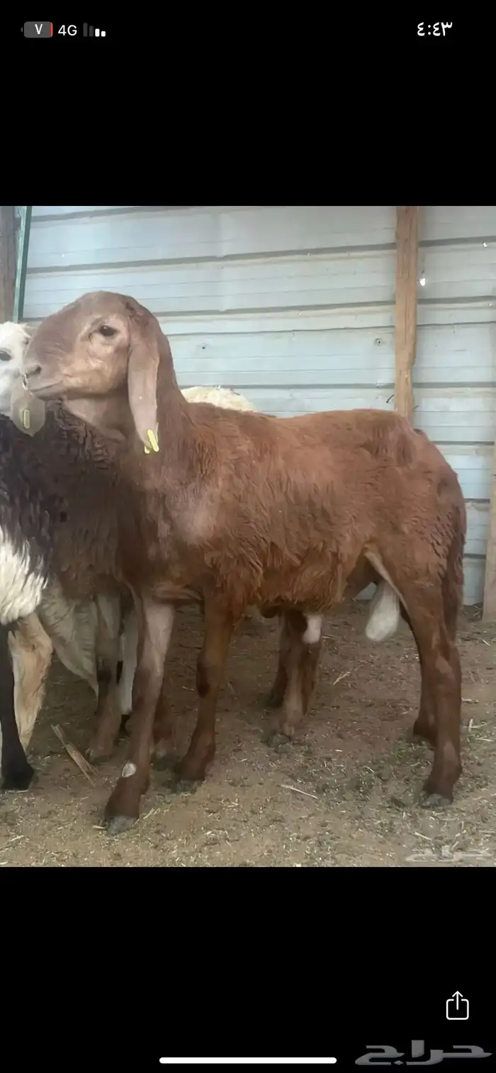 سواكني للبيع 2