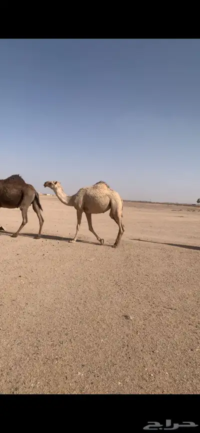 للبيع بكره شقحا لقية 1