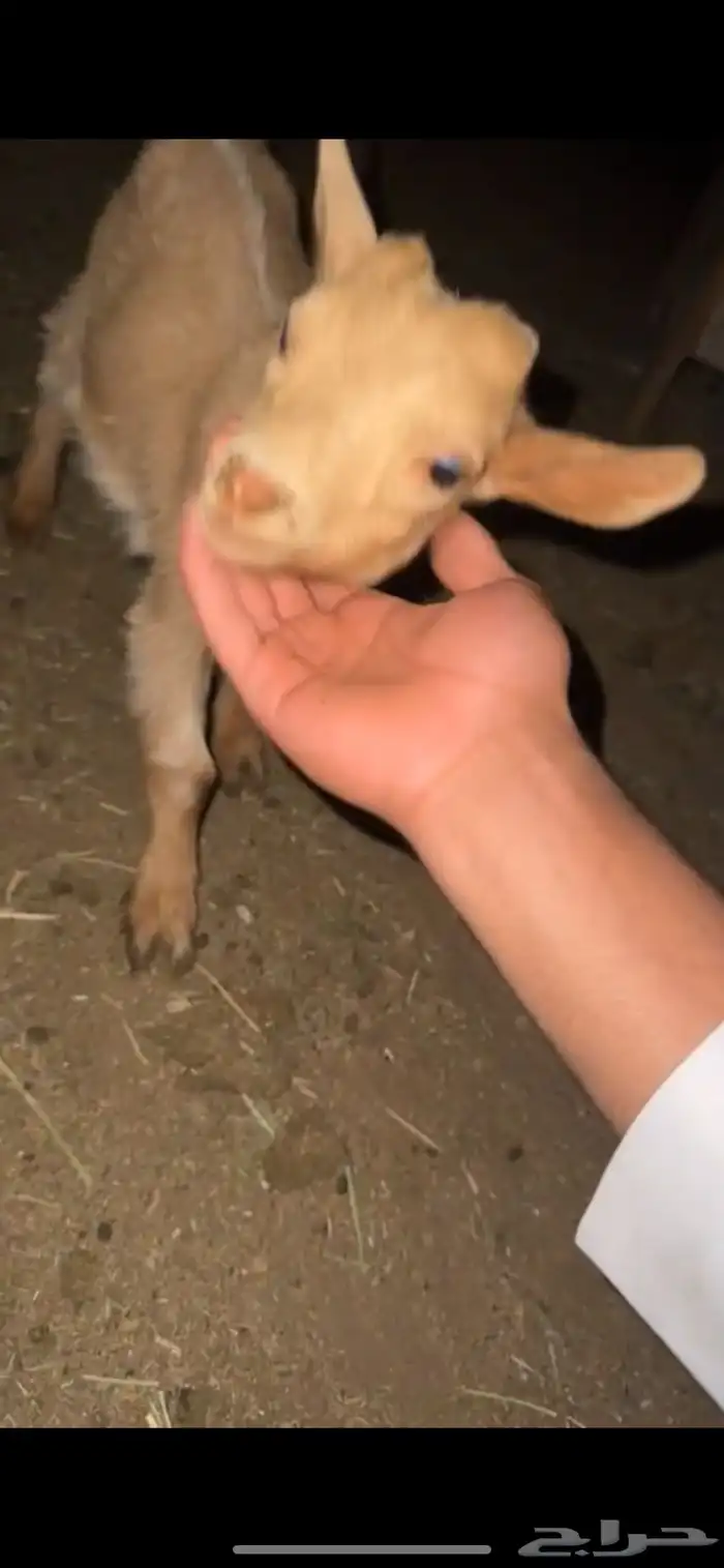 للبيع تيس قزم العمر 3 اشهر 1