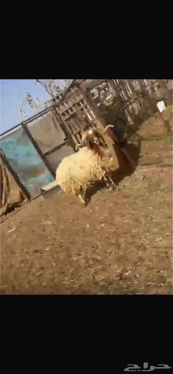 فحل نعيمي مشروط 0