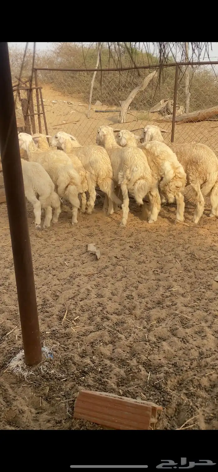 طليان اضاحي 0