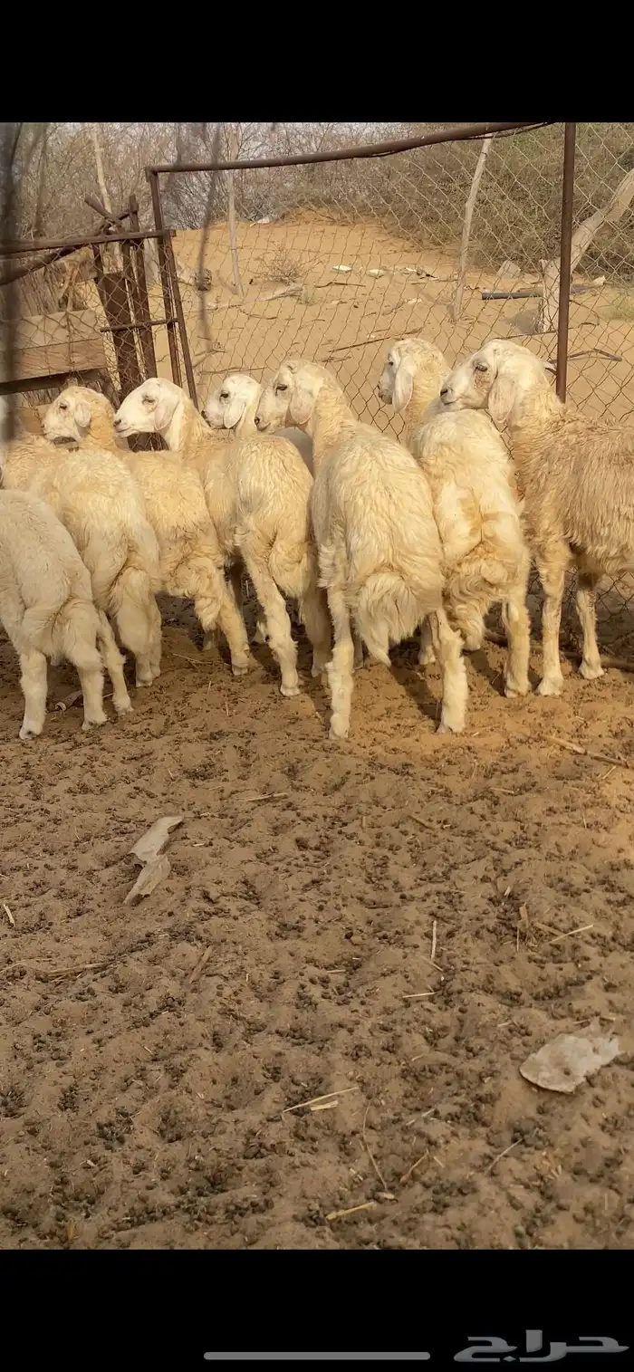 طليان اضاحي 3